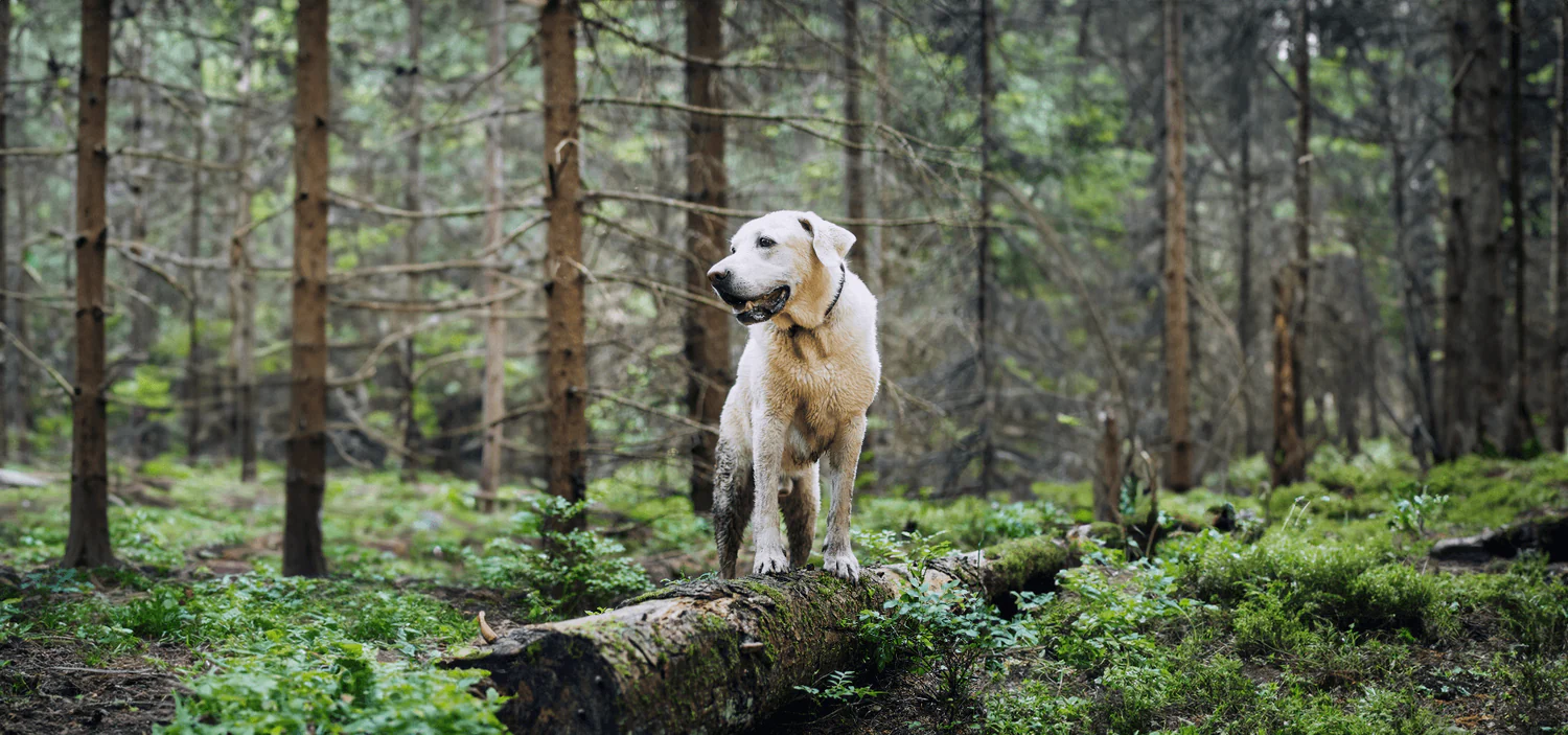 Year-Round Care for Every Pet